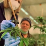 Common Mistakes to Avoid When Visiting a Cannabis Store