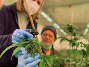 Common Mistakes to Avoid When Visiting a Cannabis Store