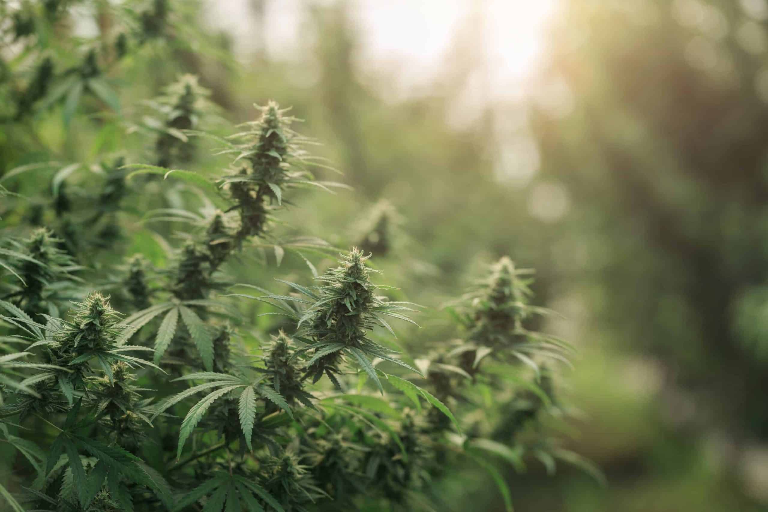 best place to buy thca flower