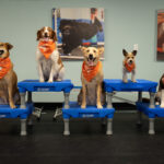 Difference Between Trained and Untrained Dogs