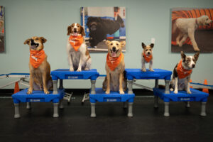 Difference Between Trained and Untrained Dogs
