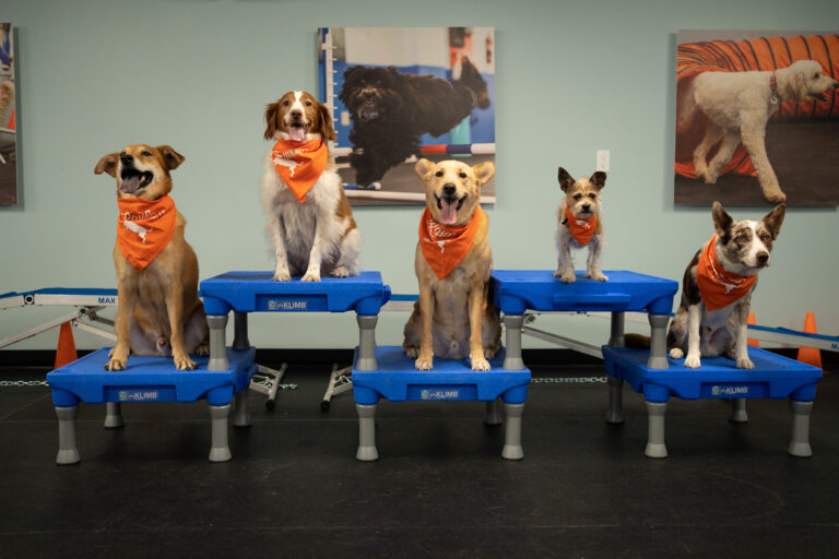 Difference Between Trained and Untrained Dogs